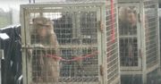 Małpy skazywane na tortury w laboratorium badawczym w USA. Szokujący raport PETA