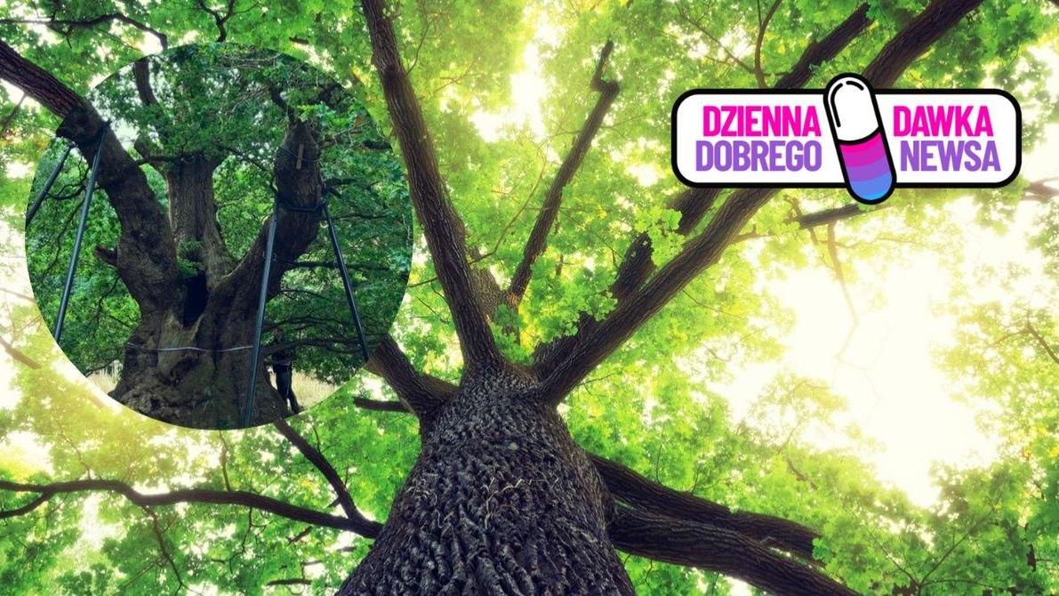 Dąb Druidów. Wyjątkowe drzewo z Wielkiej Brytanii