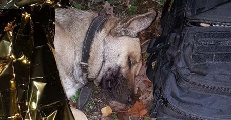 Potrąciła psa i odjechała. Zwierzę konało w rowie