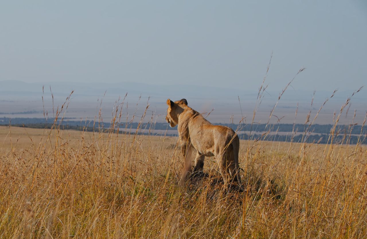 Lioness attack claims life of famed desert researcher in Namibia
