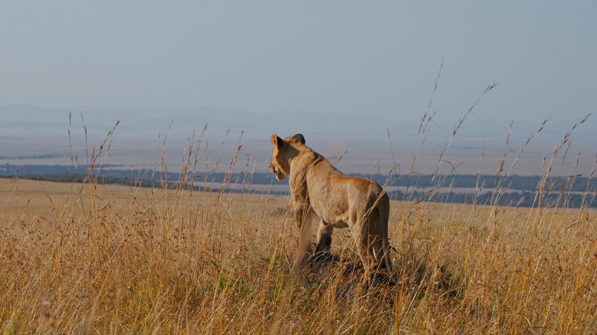 Zabito lwicę, która wcześniej zaatakowała znanego biznesmena