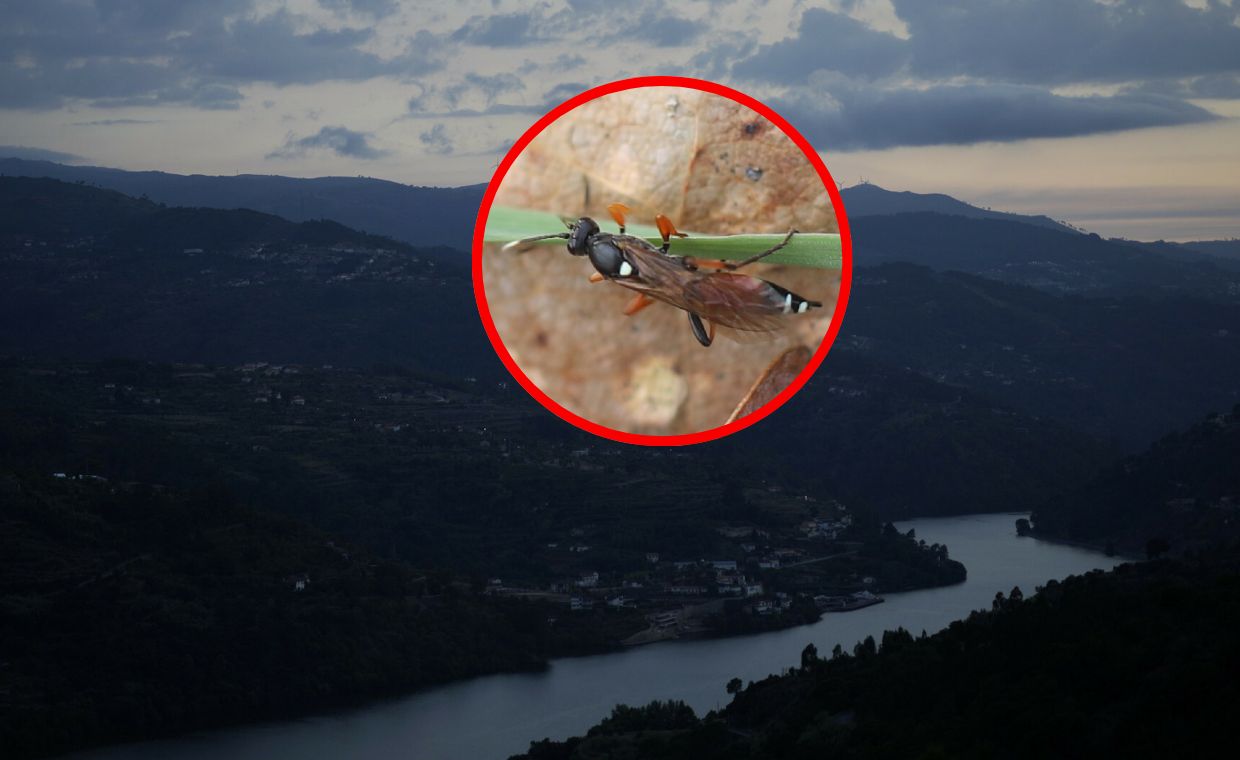 Błonkówka znana z Polski po raz pierwszy potwierdzona w Portugalii