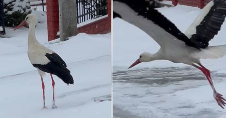 To nie fotomontaż. Wideo z Bieszczadów niesie się po sieci