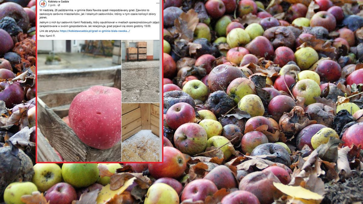 Sadownicy mogą mówić o wielkim pechu