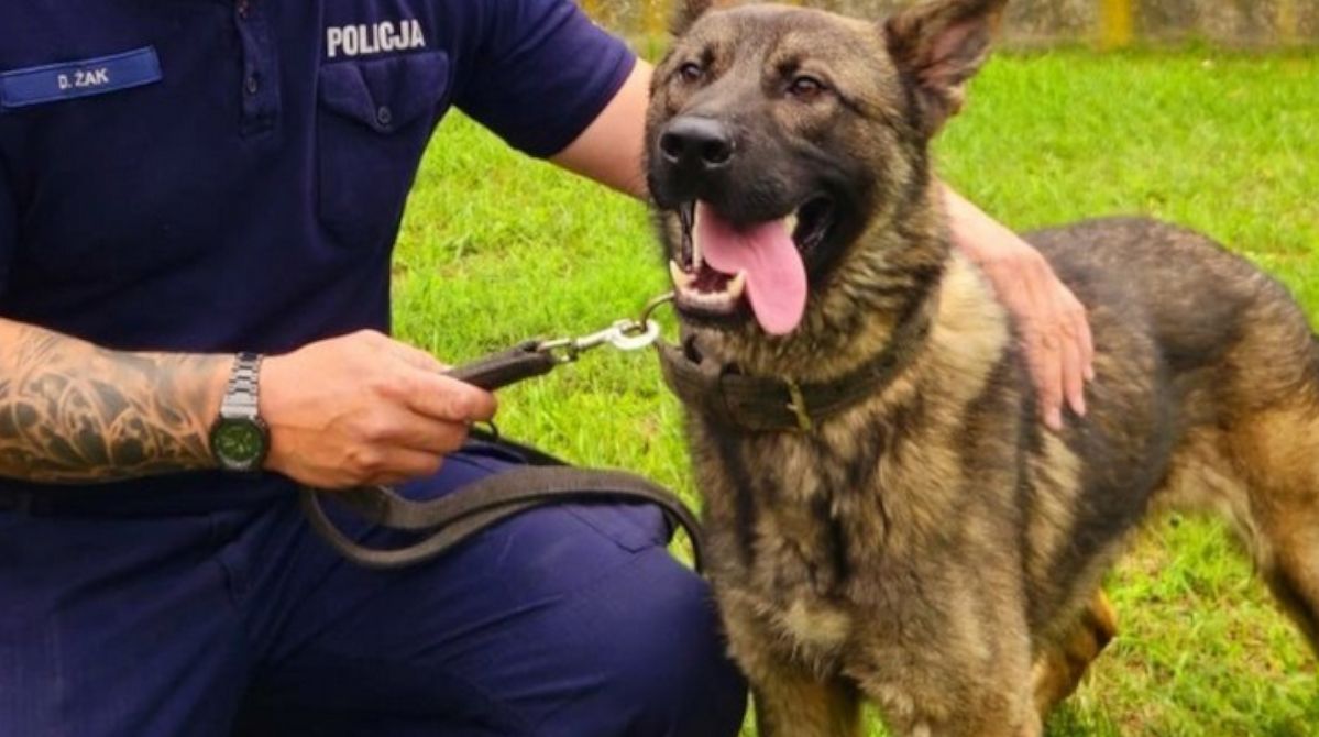 Nisko: Borys dołączył do policji. Będzie szukał materiałów wybuchowych