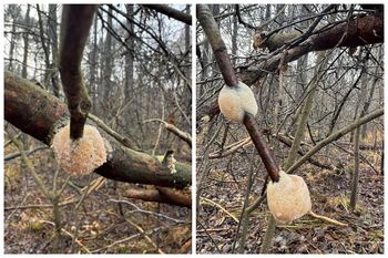 Znalazła to w lesie. Wiele osób nie może się nadziwić