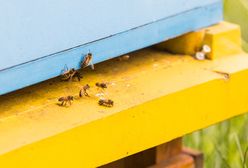 Dąbrowa Górnicza. Bez nich nie będzie nas. Miodowa Dąbrowa ma o tym przypominać