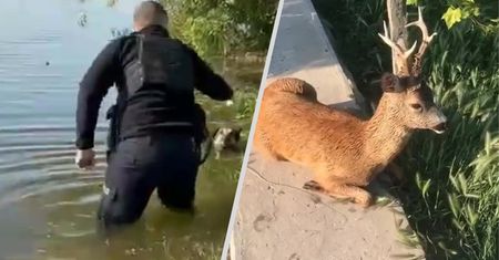 Tony oleju w Dnieprze. Dramat zwierząt na zalanych rejonach