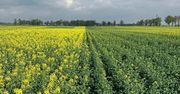 Techniczne odmiany rzepaku a walka ze szkodnikami
