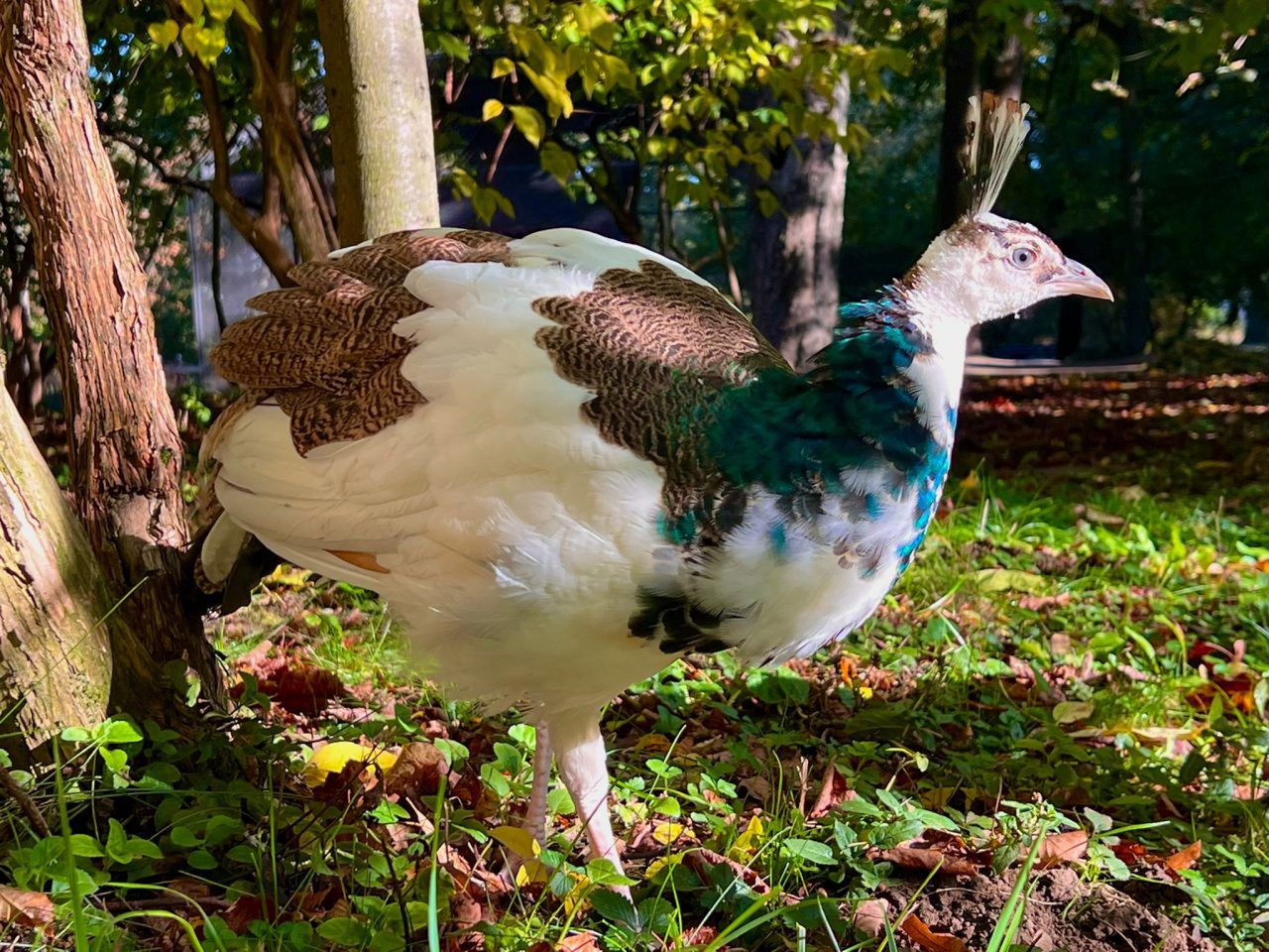 Lublin: Mały paw z Ogrodu Saskiego czeka na imię. Ruszył konkurs