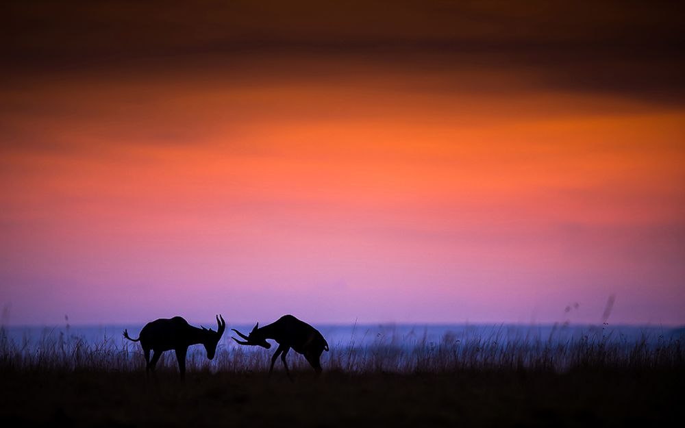 Znamy zdobywcę Poland National Award w ramach Sony World Photography Awards 2016 40