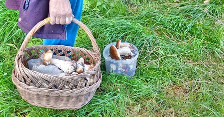 Występuje w całej Polsce. Nazywają go "grzybem dla leniwych"