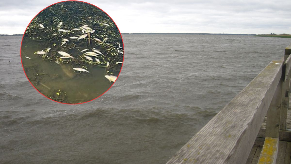 Wody Polskie wydobywają śnięte ryby z cieku Uniesta w Mielnie