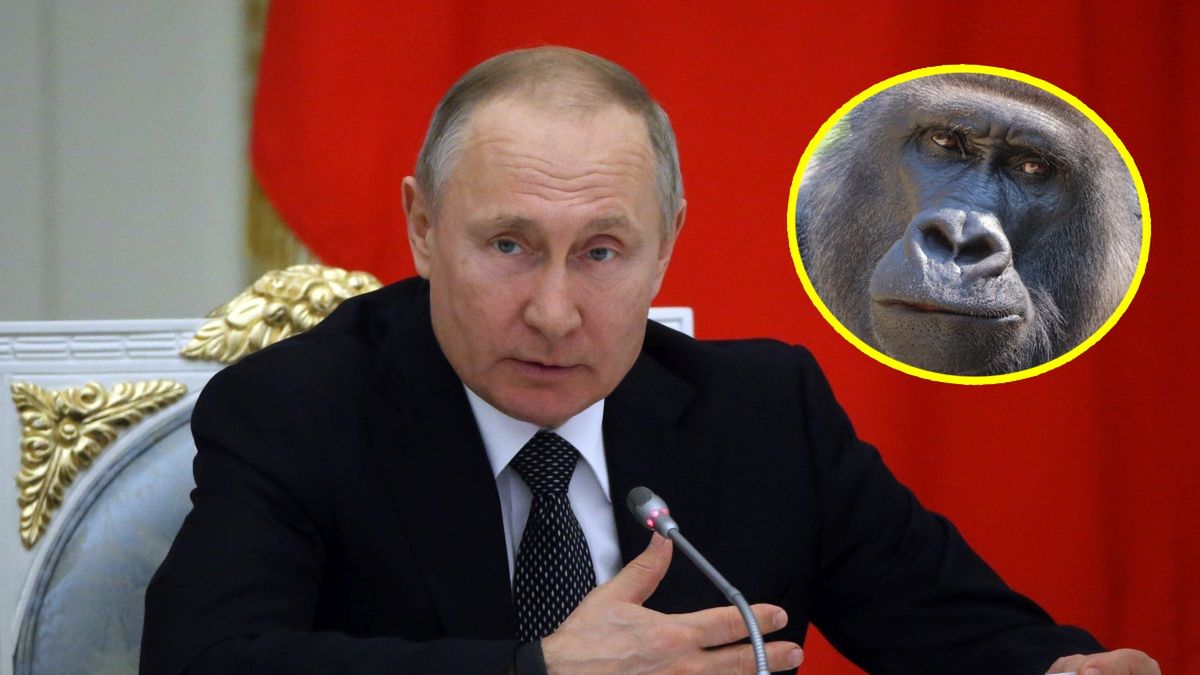 szczepionka na covid-19