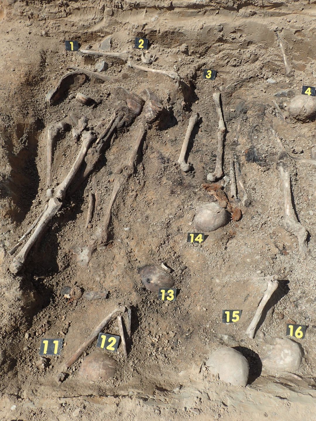 Odkrycie w Pleśnicy