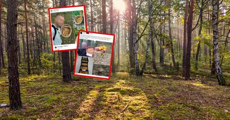 Naciął ich kilka tysięcy. 15 czerwca szczyt. "Rosną jak na drożdżach"