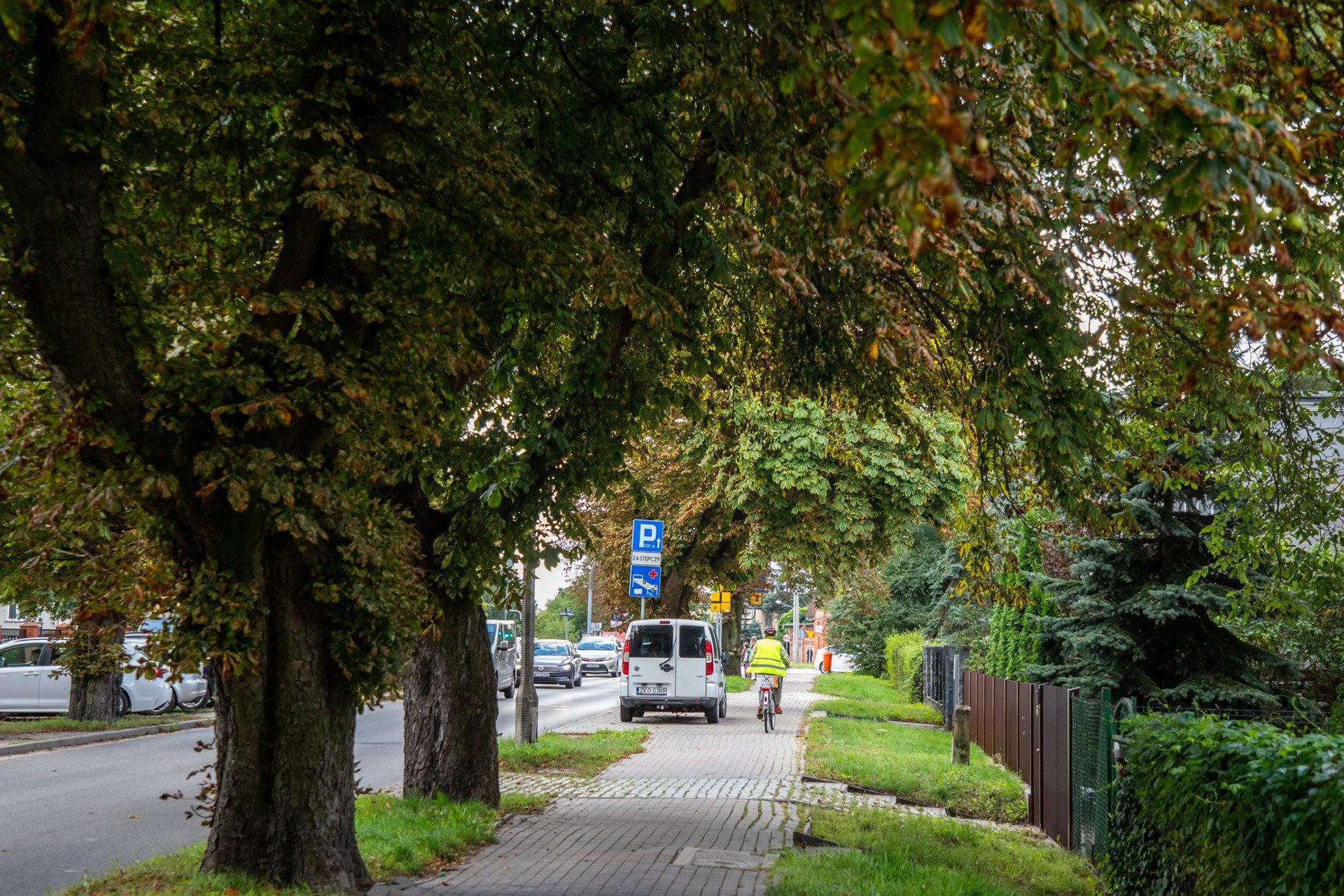 Aleja kasztanowa przy ul. św. Józefa w Toruniu składa się obecnie z 73 drzew.