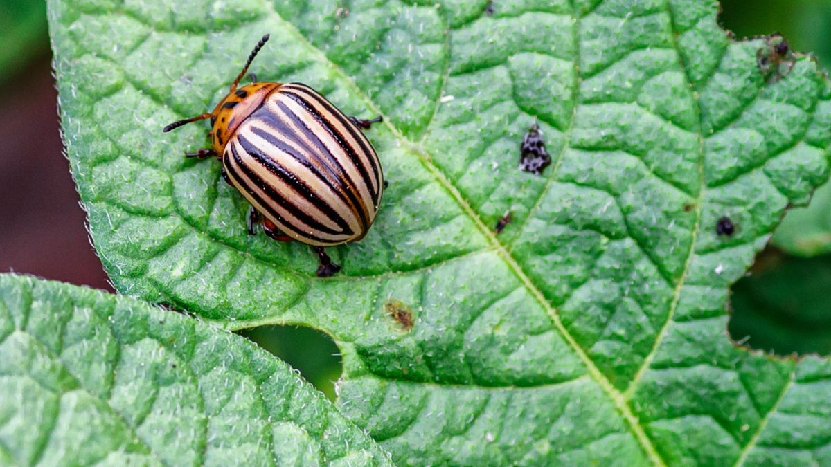 Jak pozbyć się stonki ziemniaczanej?