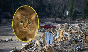 Mówią, że to świąteczny cud. Kotka wróciła do domu po 443 dniach