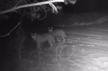 Była 2:38 w głębi lasu. Nagle się pojawiły. Zaledwie kilka sekund