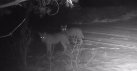 Była 2:38 w głębi lasu. Nagle się pojawiły. Zaledwie kilka sekund