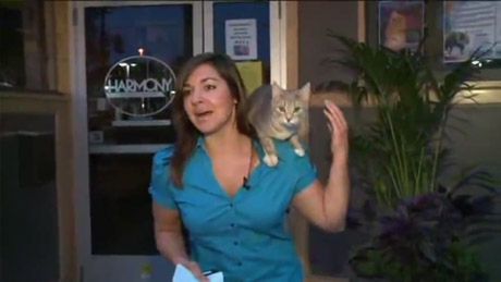 Kot skacze na prezenterkę wiadomości!