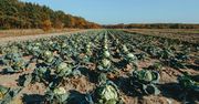 Kapusta z Macedonii Północnej zalewa polski rynek. Rolnicy rozkładają ręce