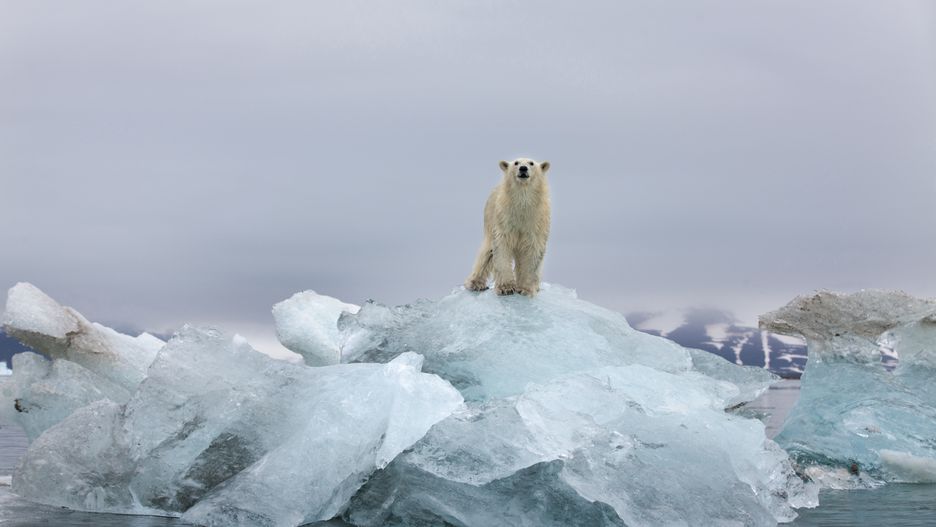 Niedźwiedź polarny na topniejącej górze lodowej. Norwegia, Spitsbergen