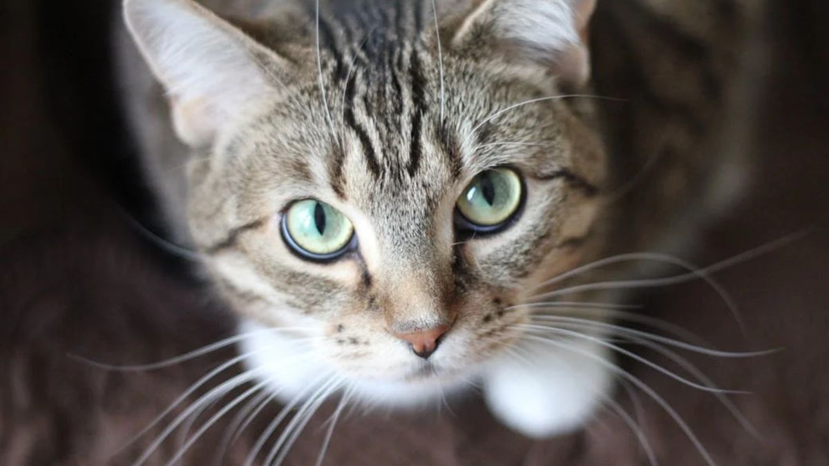 Koniec raju dla kotów