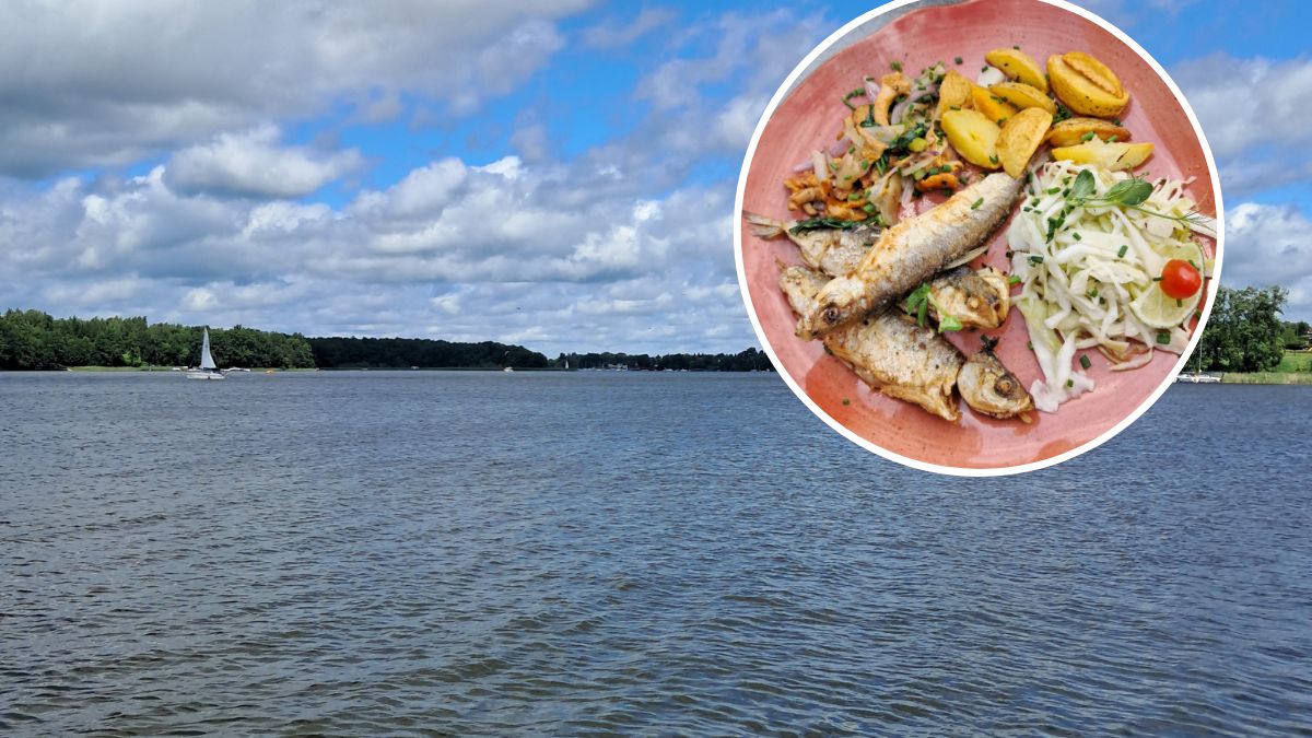 Sielawa - niedoceniana mazurska rybka