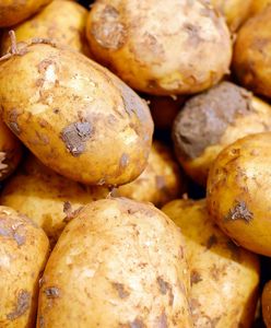 Wykryto coś niepokojącego w polskich ziemniakach. "Bakterioza pierścieniowa"