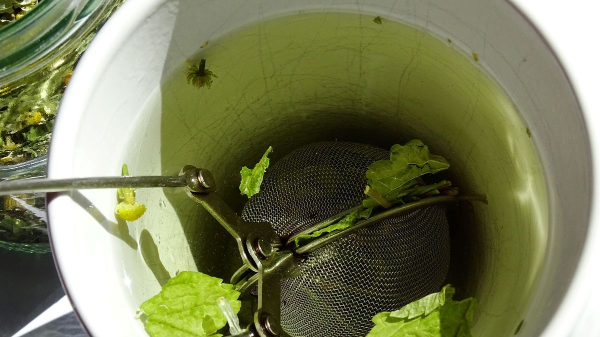 Melisa to roślina z szerokim, choć łagodnym działaniem.