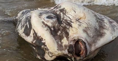 Australia. Turyści myśleli, że to kosmita. Rzadki gatunek ryby wypłynął na brzeg