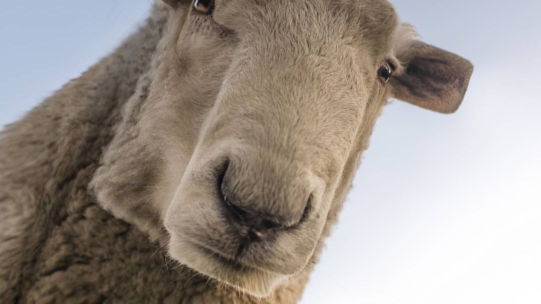 Aditya Aryanto tworzy zwierzaki rodem z gry Minecraft. Tylko grafika jest lepsza 1