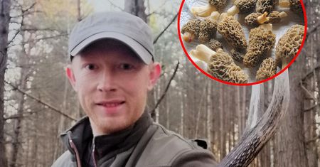 Szał w polskich lasach, 3500 zł za kg. Leśnik przestrzega ludzi
