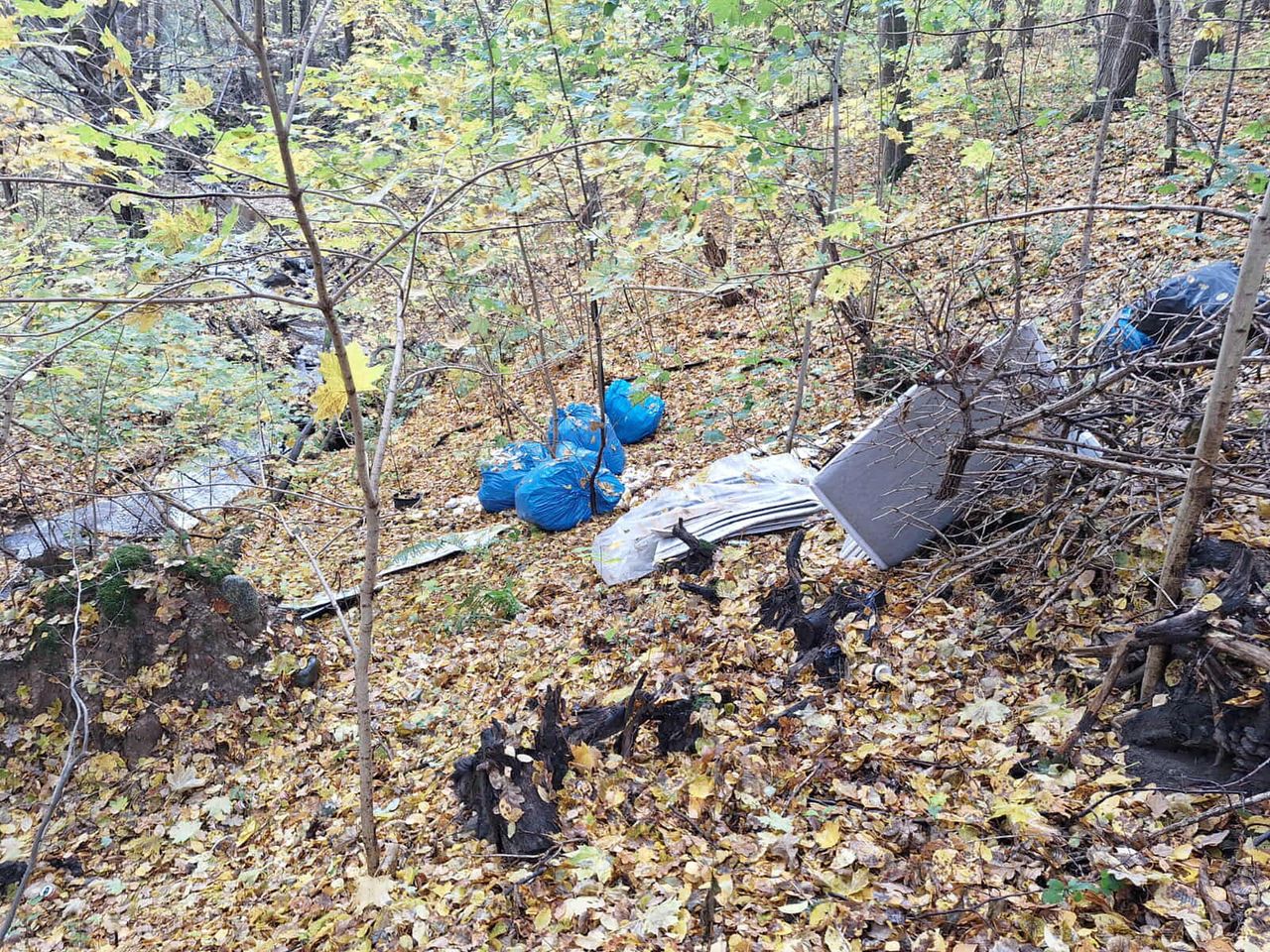 Znów to samo. Leśnicy aż łapią się za głowy