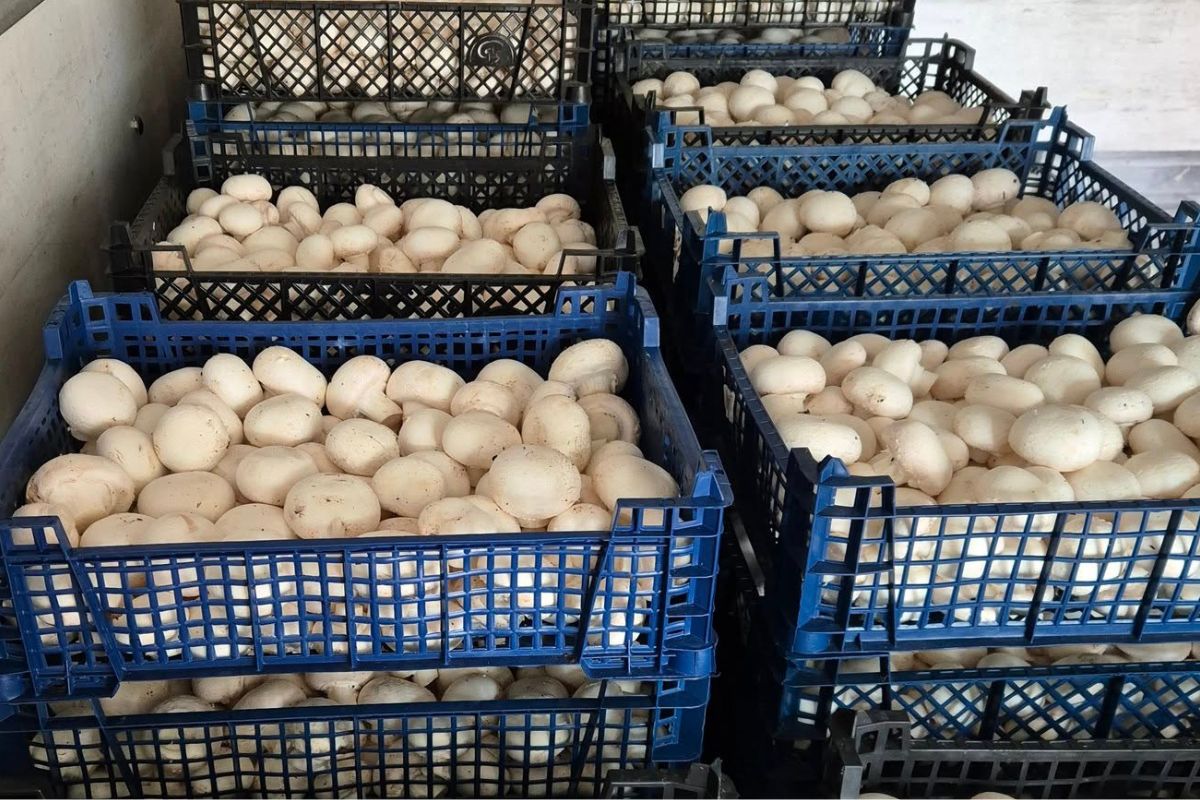 Apelują o pomoc dla pieczarkarni. "Trzecie pokolenie"