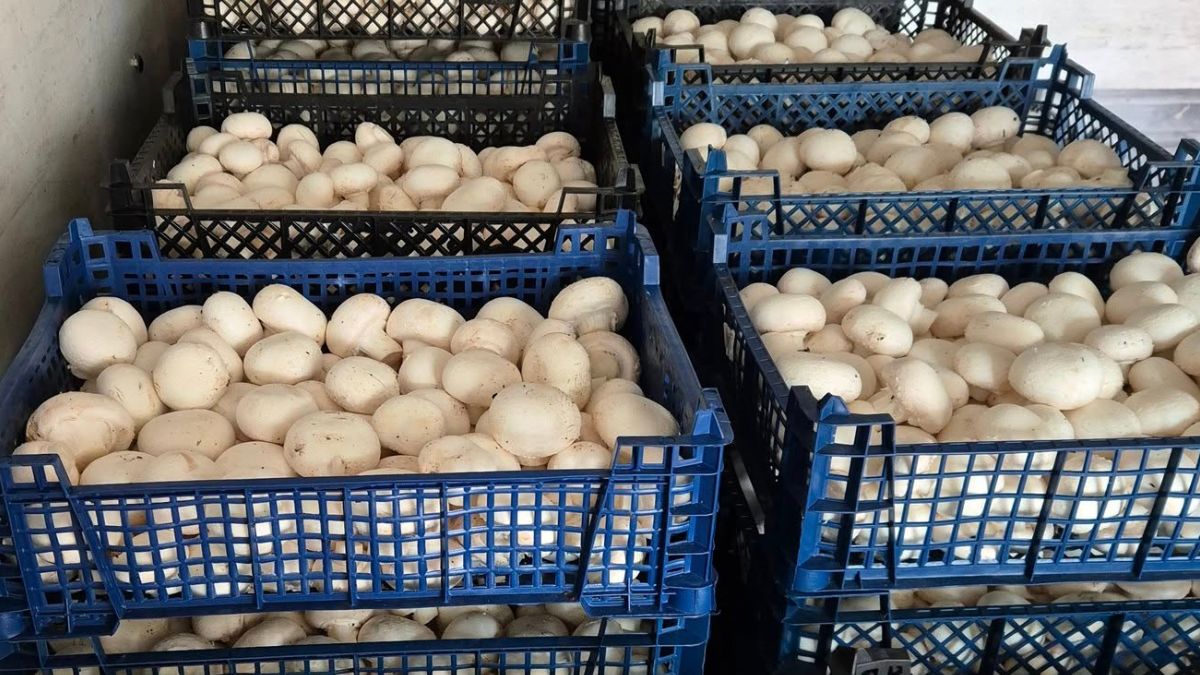 Apelują o pomoc dla Pieczarkarni z Borka Wielkopolskiego.