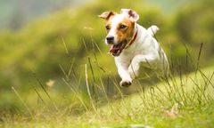 Sosnowiec. Akcja chipowania pupili. Teraz zrobisz to za darmo