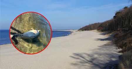 Martwy delfin nad Zalewem Szczecińskim. Naukowcy zbadają przyczyny