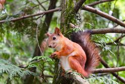 Zastrzelił wiewiórkę. Powód jest szokujący