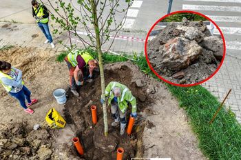 Chcieli zasadzić drzewa w Szczecinie. "Głębiej było tylko gorzej"