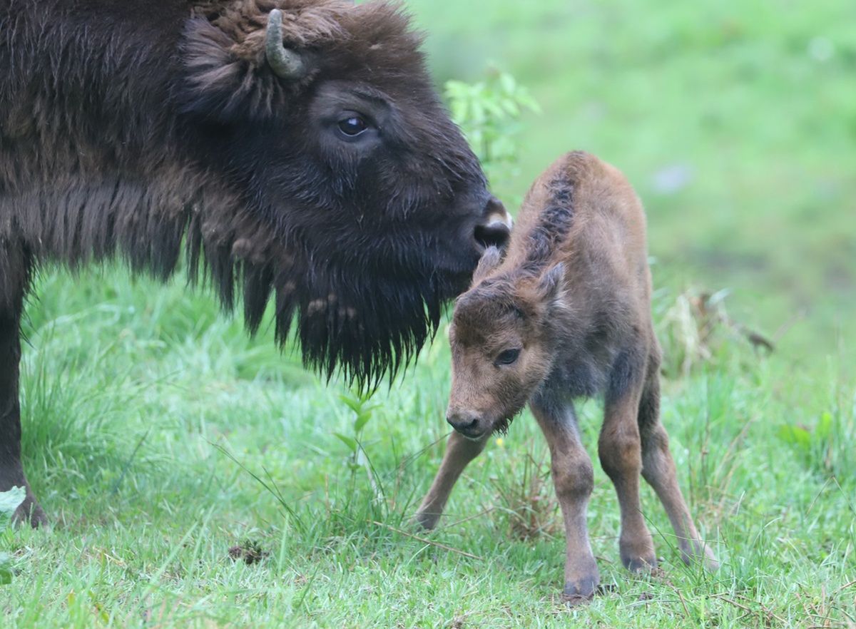 Dobre wieści z Bieszczad. Na świat przyszły trzy żubry