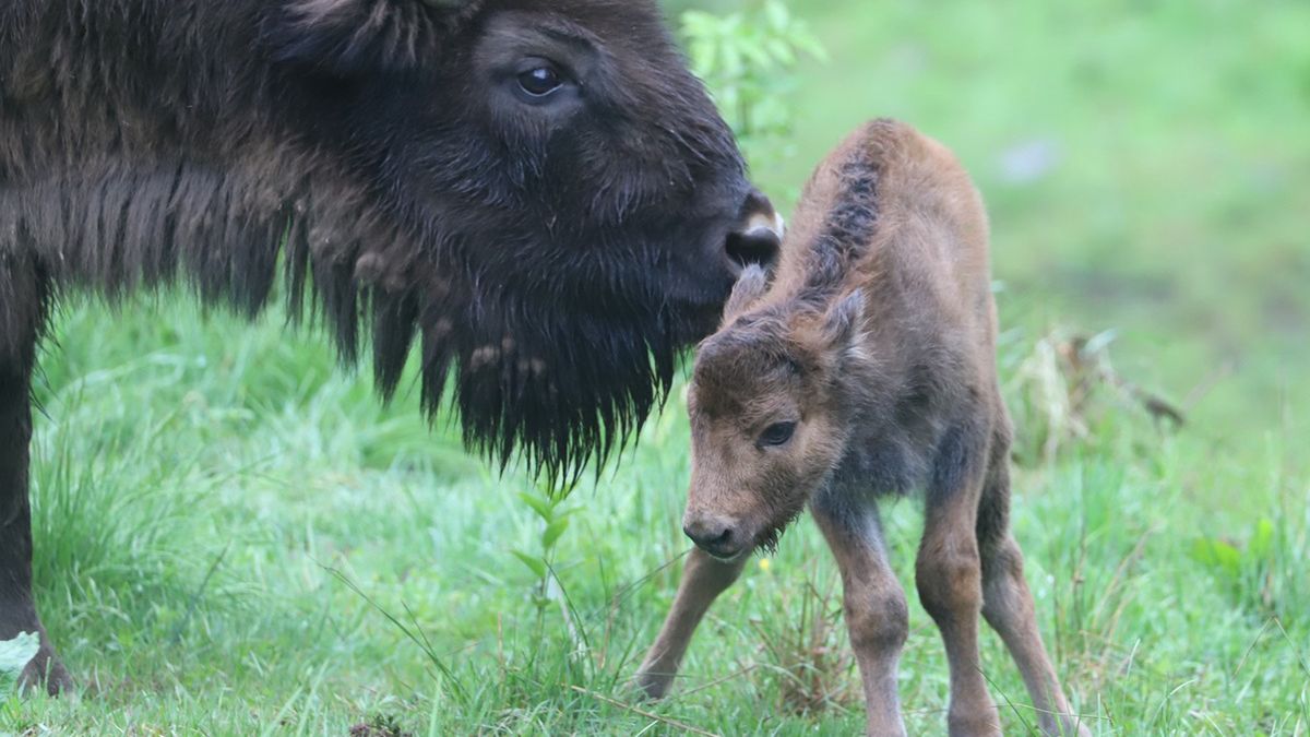 Jałówka urodzona przez Vaianę