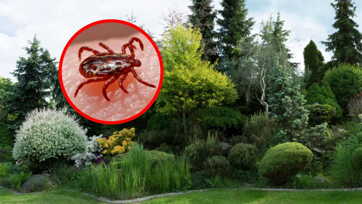 Jakie rośliny przyciągają kleszcze?