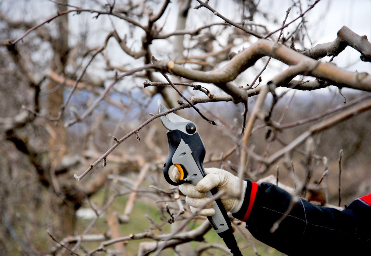 Jakie rośliny przycinać w styczniu? To musi wiedzieć posiadacz ogrodu