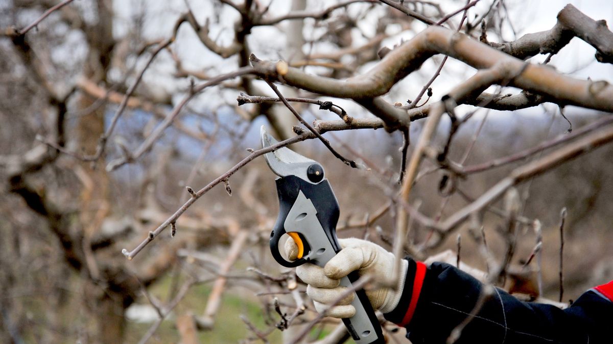 Jakie rośliny przycinać w styczniu?