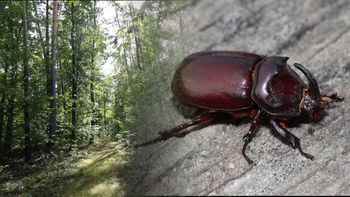 Sezon się zaczyna. Larwy osiągają nawet 12 cm długości