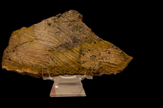 Stromatolit z formacji Dresser w Australii Zachodniej