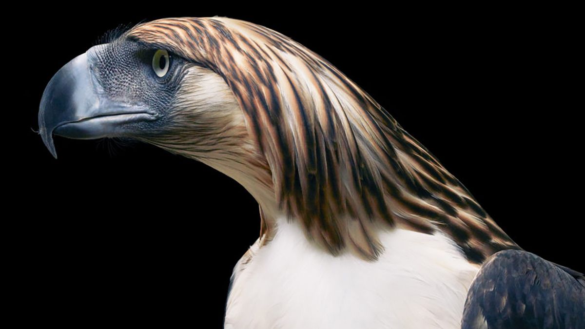 Majestatyczne portrety rzadkich okazów ptaków 1